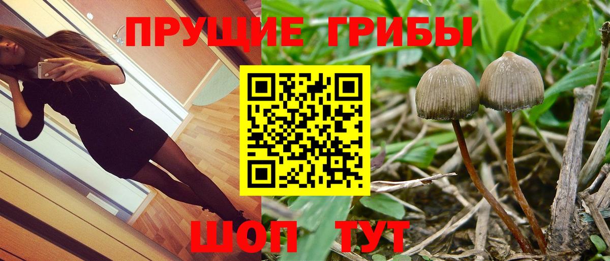 Псилоцибиновые грибы Psilocybe Лесосибирск